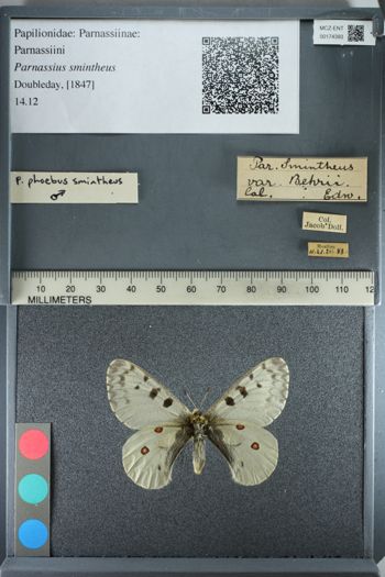 Media type: image;   Entomology 174393